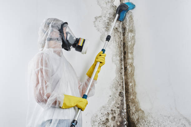 Best Mold Remediation Services  in Palmview South, TX