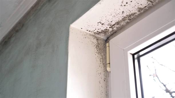 Best Commercial Mold Removal  in Palmview South, TX