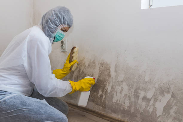 Best Toxic Mold Removal  in Palmview South, TX