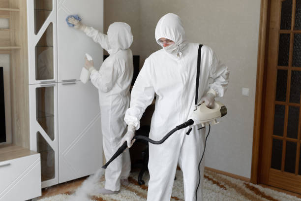 Mold Removal and Inspection in Palmview South, TX