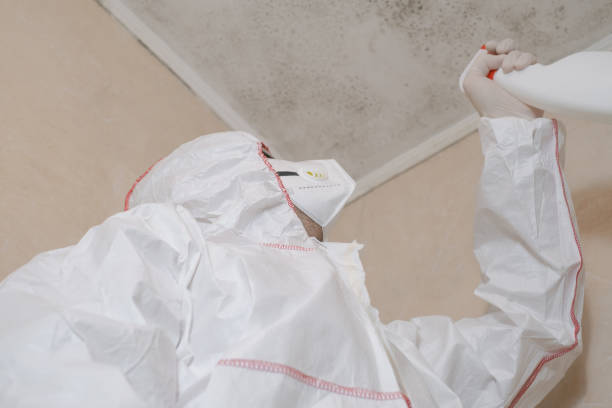 Best Mold Removal and Inspection  in Palmview South, TX