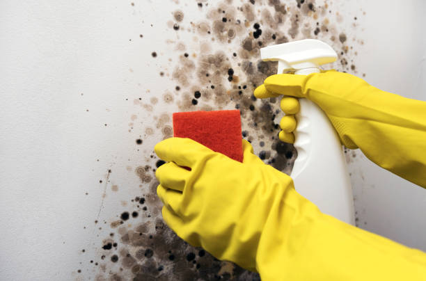 Trusted Palmview South, TX Mold Removal Experts