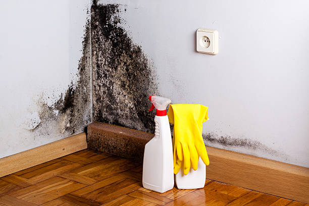 Certified Mold Removal in Palmview South, TX