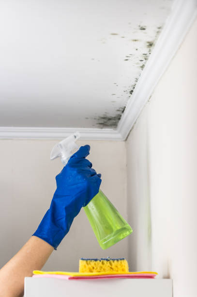 Best Office Mold Removal Services  in Palmview South, TX