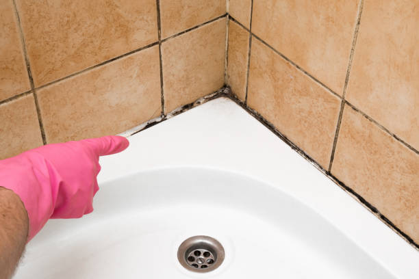 Best Emergency Mold Removal  in Palmview South, TX